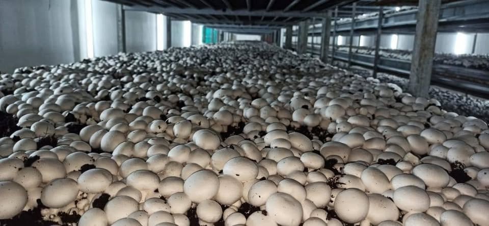 Mushroom plant set up by Veda